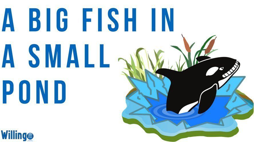 A BIG FISH IN A SMALL POND