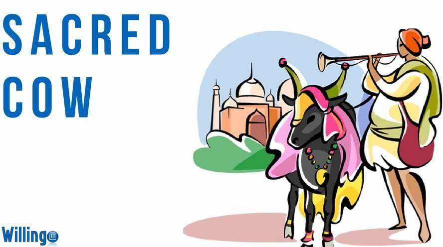 Tìm hiểu ý nghĩa và cách dùng các thành ngữ: SACRED COW. Bài tập thực hành ngay. Popular English idioms and how to use them in real life.